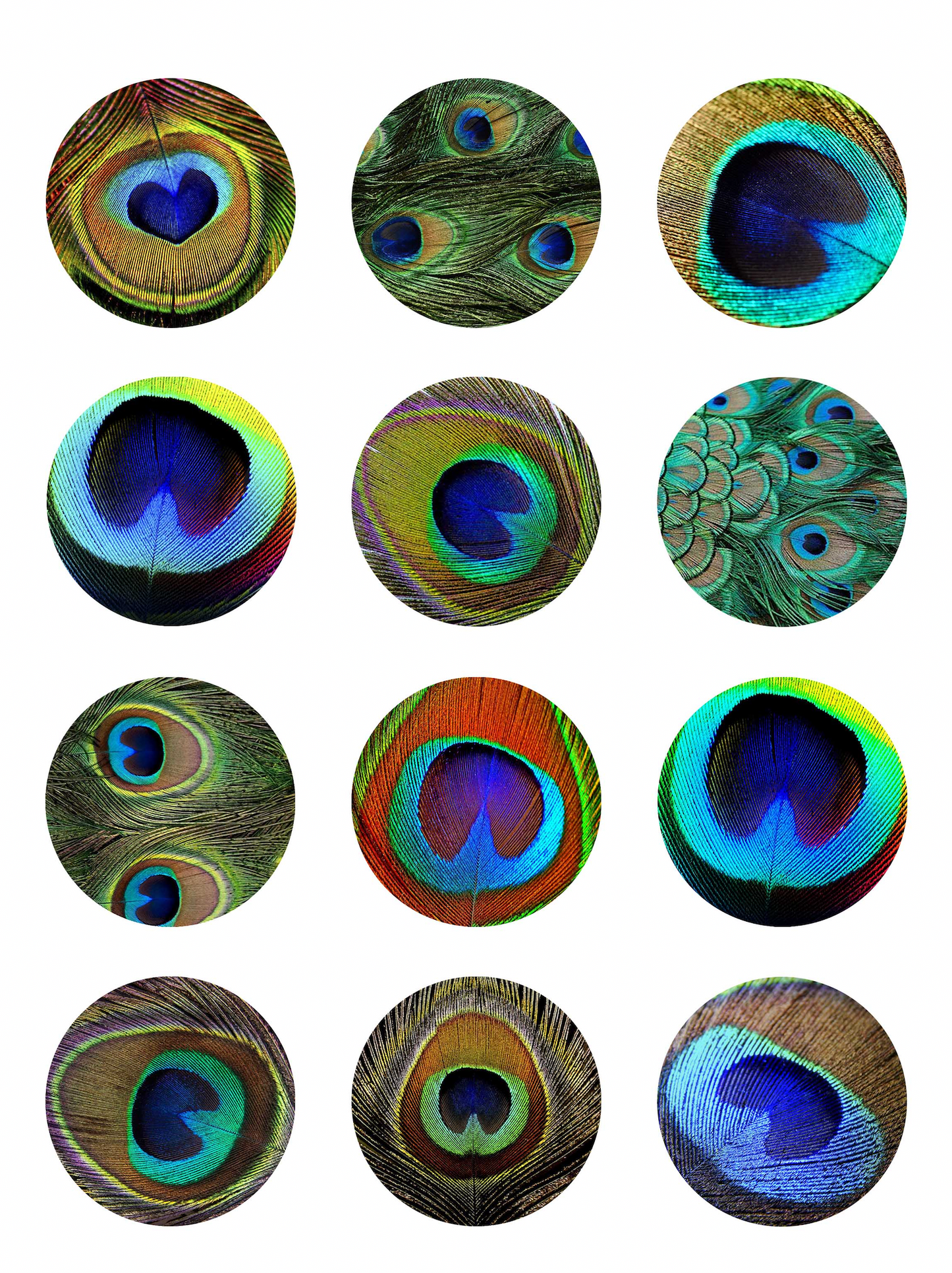 Set of 12 "Peacock Feather" pre cut edible image discs for desserts, drink toppers, choose your size